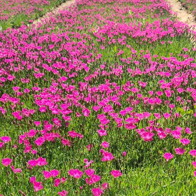 清香花卉苗木