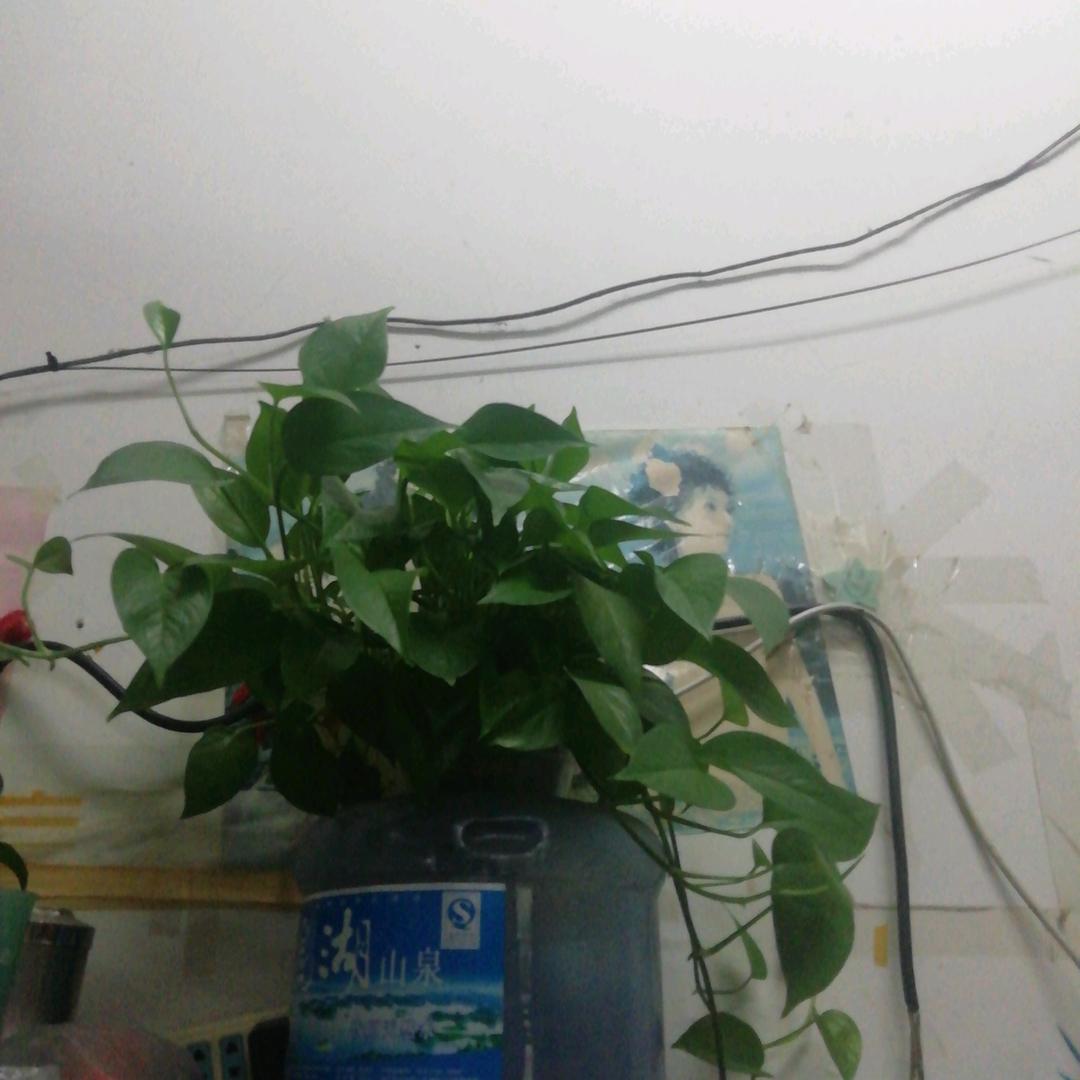 两棵梧桐
