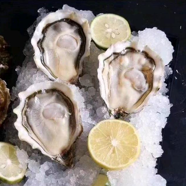 台州生蚝批发