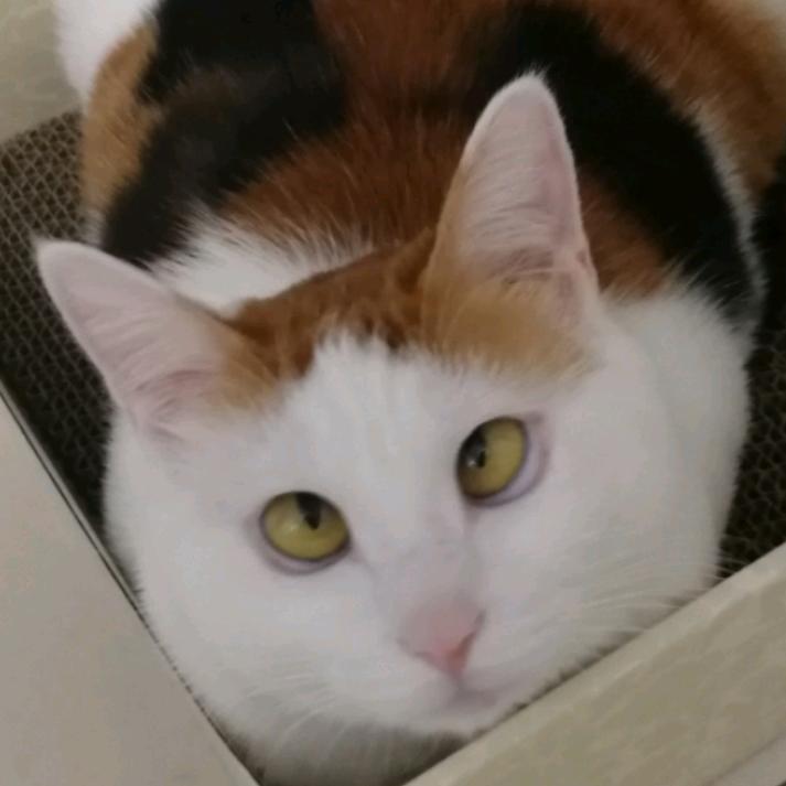 四月