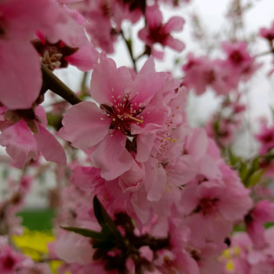 心想事成《拒绝合拍》