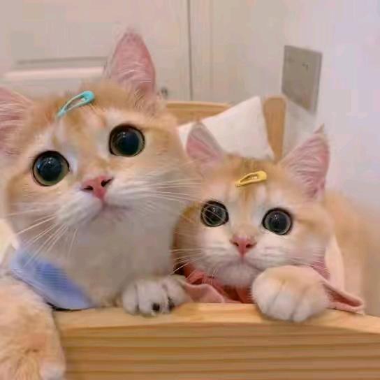 ღ@᭄苗ꦿღ᭄ꦿ࿐