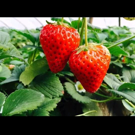 唐阿姨草莓火龙果采摘园官方号