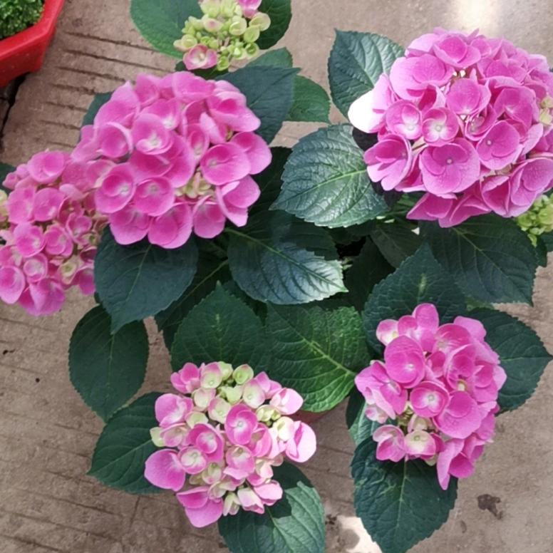 燕子花卉