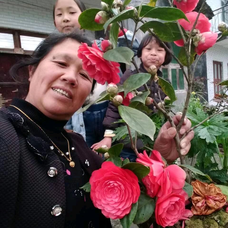 黄献花