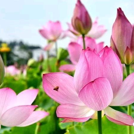 @心如莲花《拒私聊》