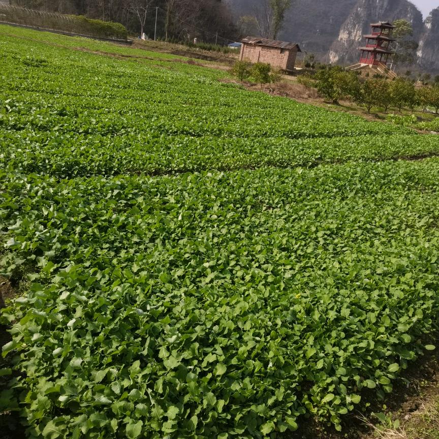 小明哥（涨粉直播间）