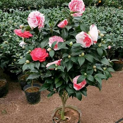 子萱家绿植花卉