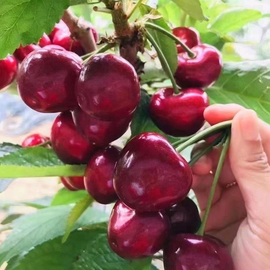 铁岭傅博樱桃种植家庭农场
