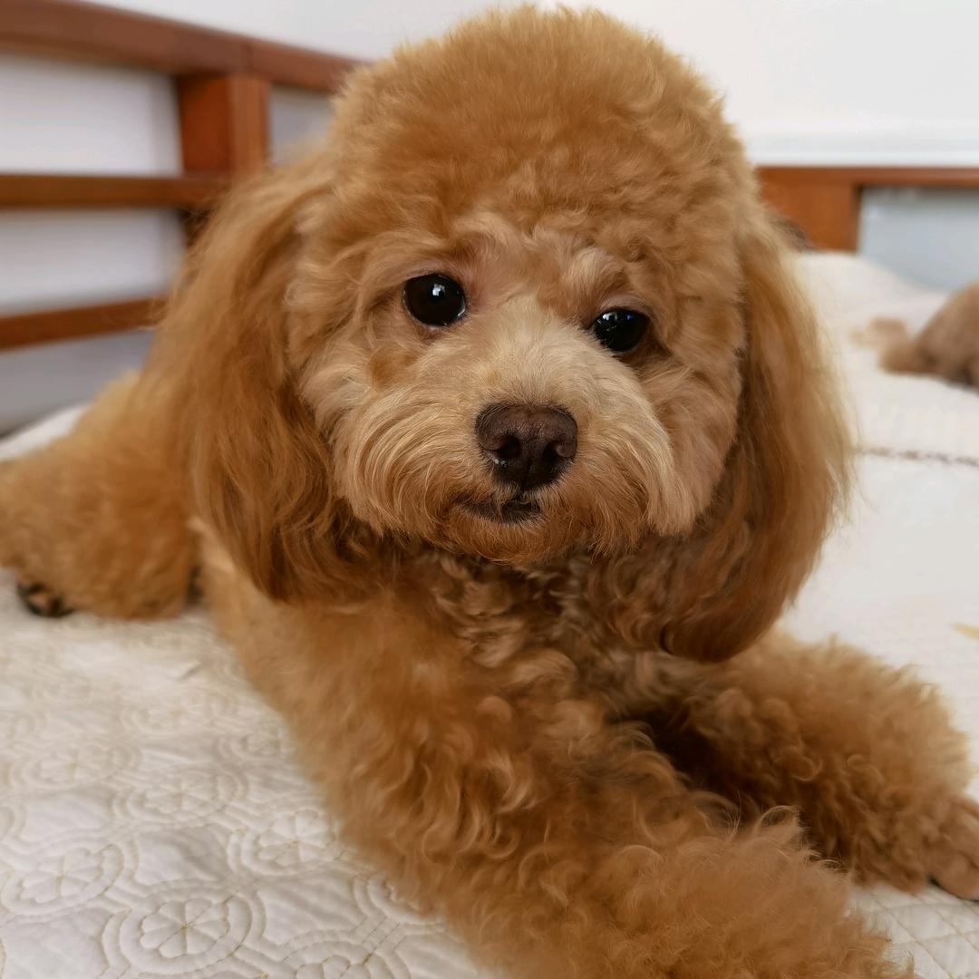 娄盼盼