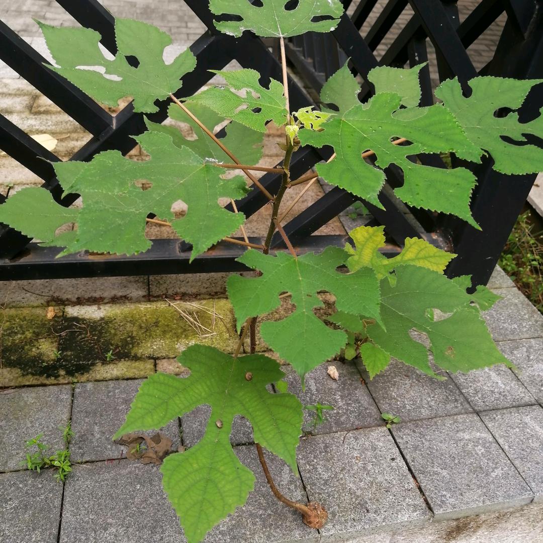 点点可待