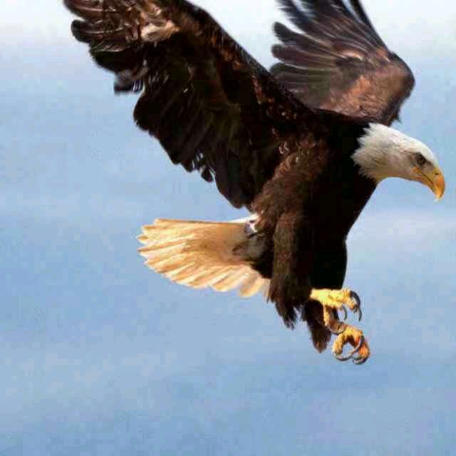 空中雄鹰