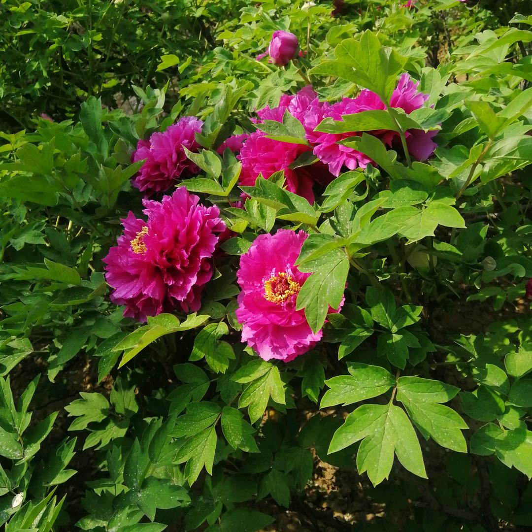 艳阳天