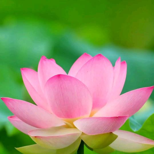 你与时光皆薄凉@