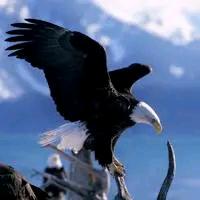 🌜草原鹰🌟🌟