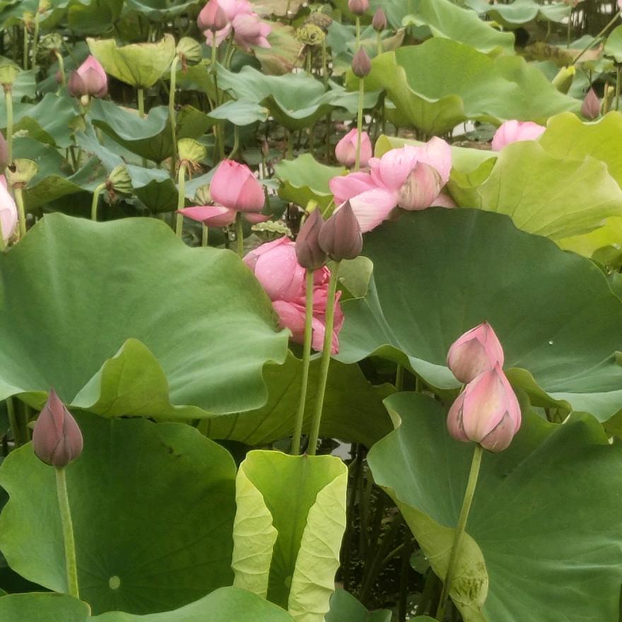苹果
