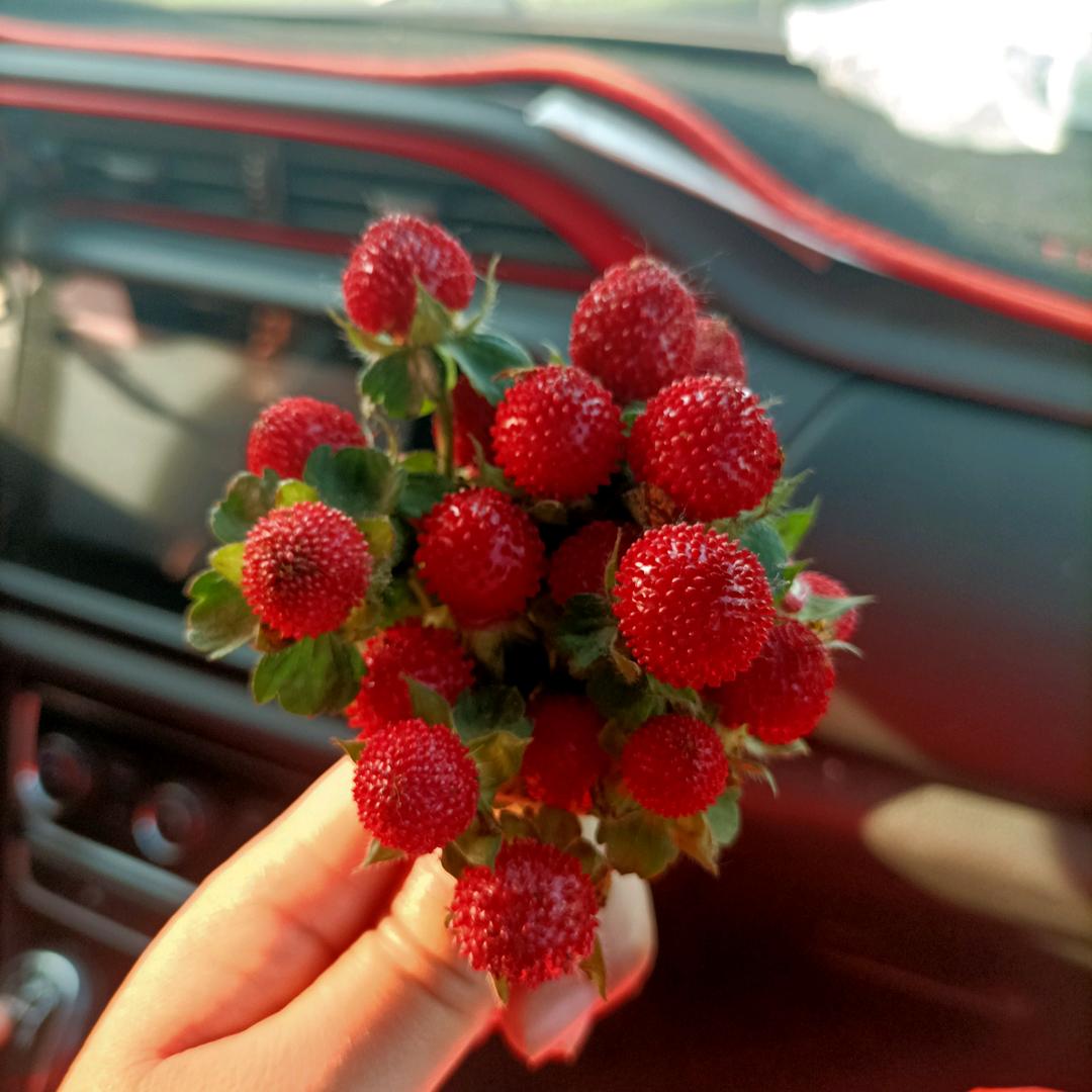 枣集爱玛电动车 宋河车城 各种品牌汽车