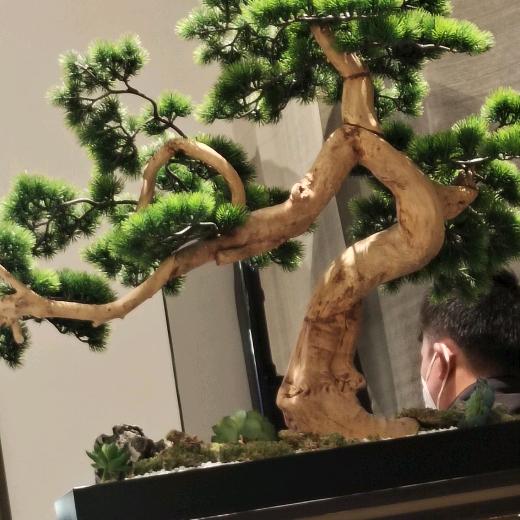 丫丫松