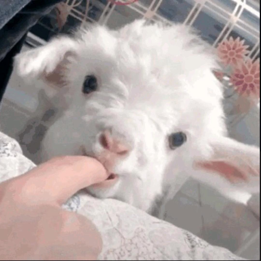 睡不着数🐑