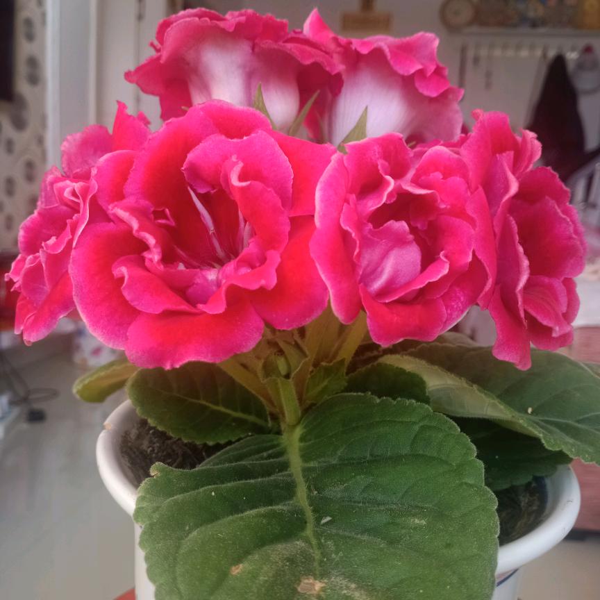 笑 叹 今 生 🌺 不 悔