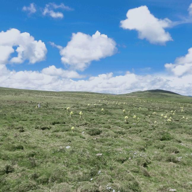 鱼子西共布民宿