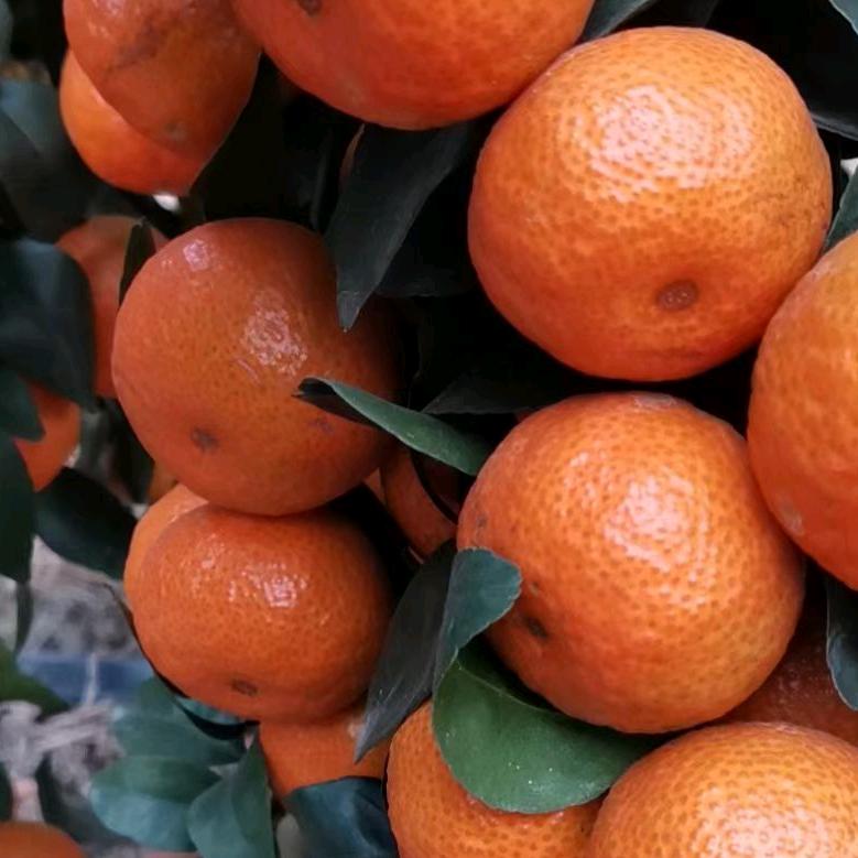 柑橘代收代办。陆…