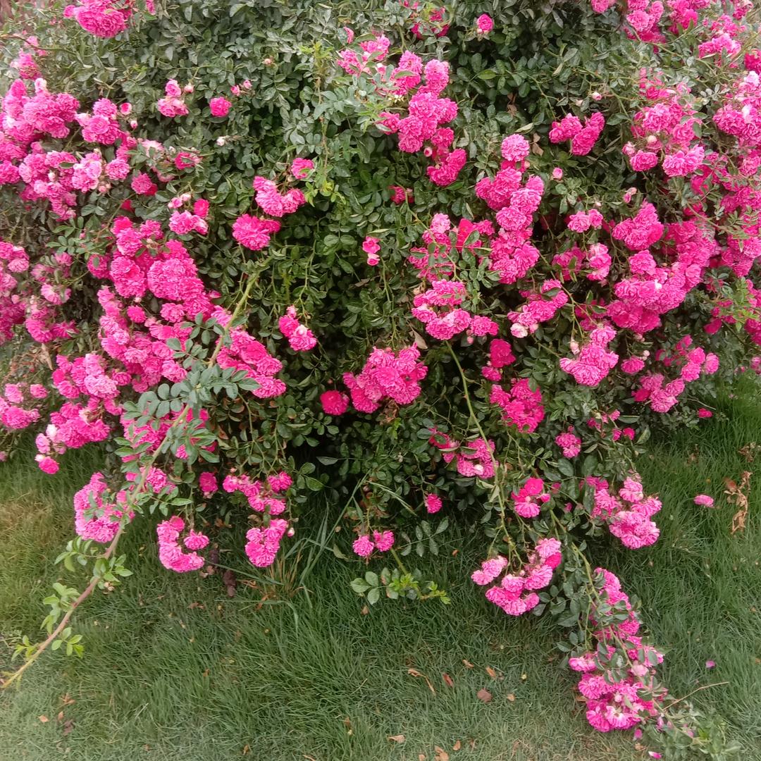 一朵花