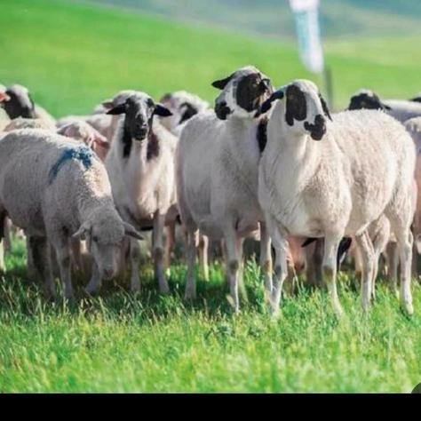 六里铺清真牛羊肉