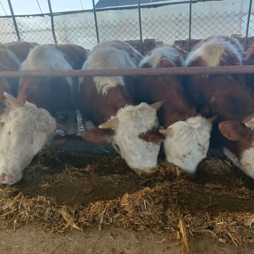 大智若愚，连赞拉黑