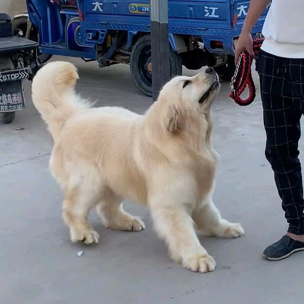 幽乐犬业