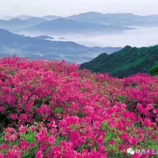 平平淡淡才是真8965266387252