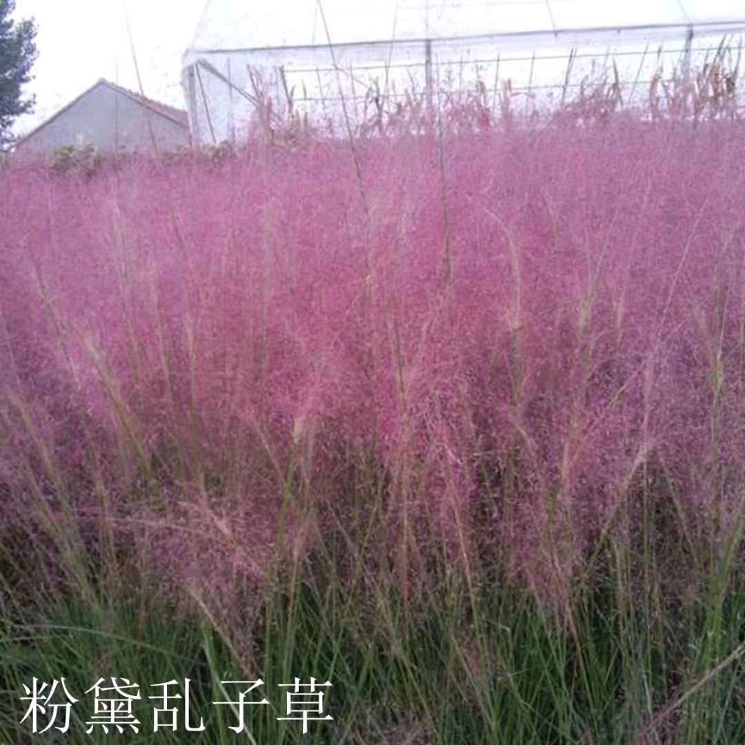 茂宏种业有限公司