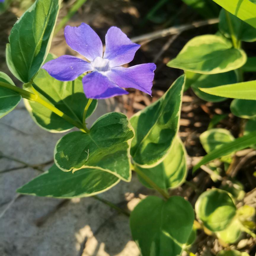 山花烂漫