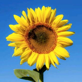 🌻一路向阳🌻