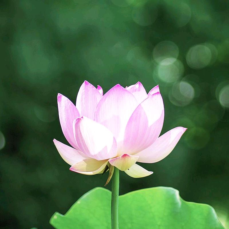 一生，，，平安