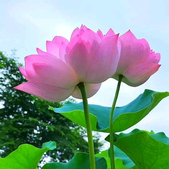小平平