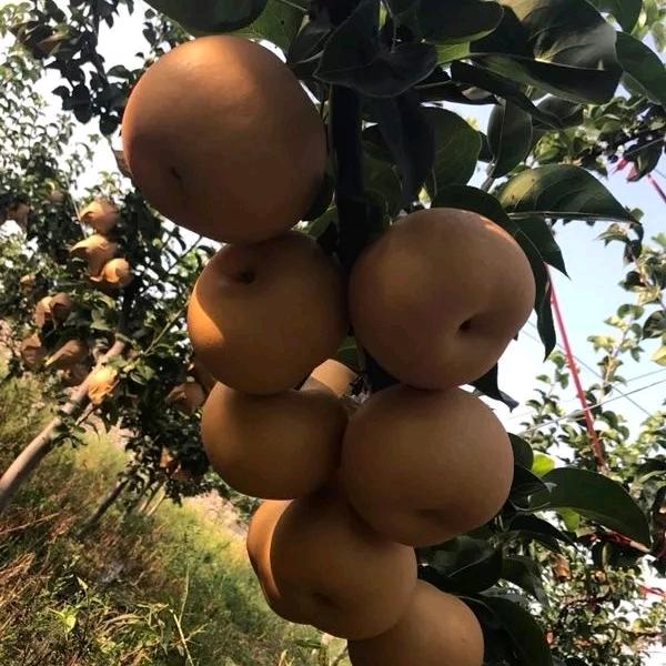 莱州市福隆农场