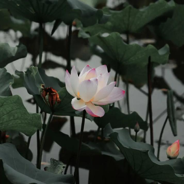 王奶奶