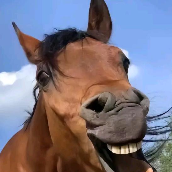 橘子你个奥润枳*