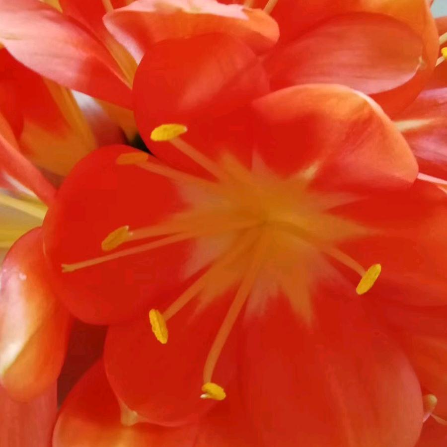 爱的魔力娟386726