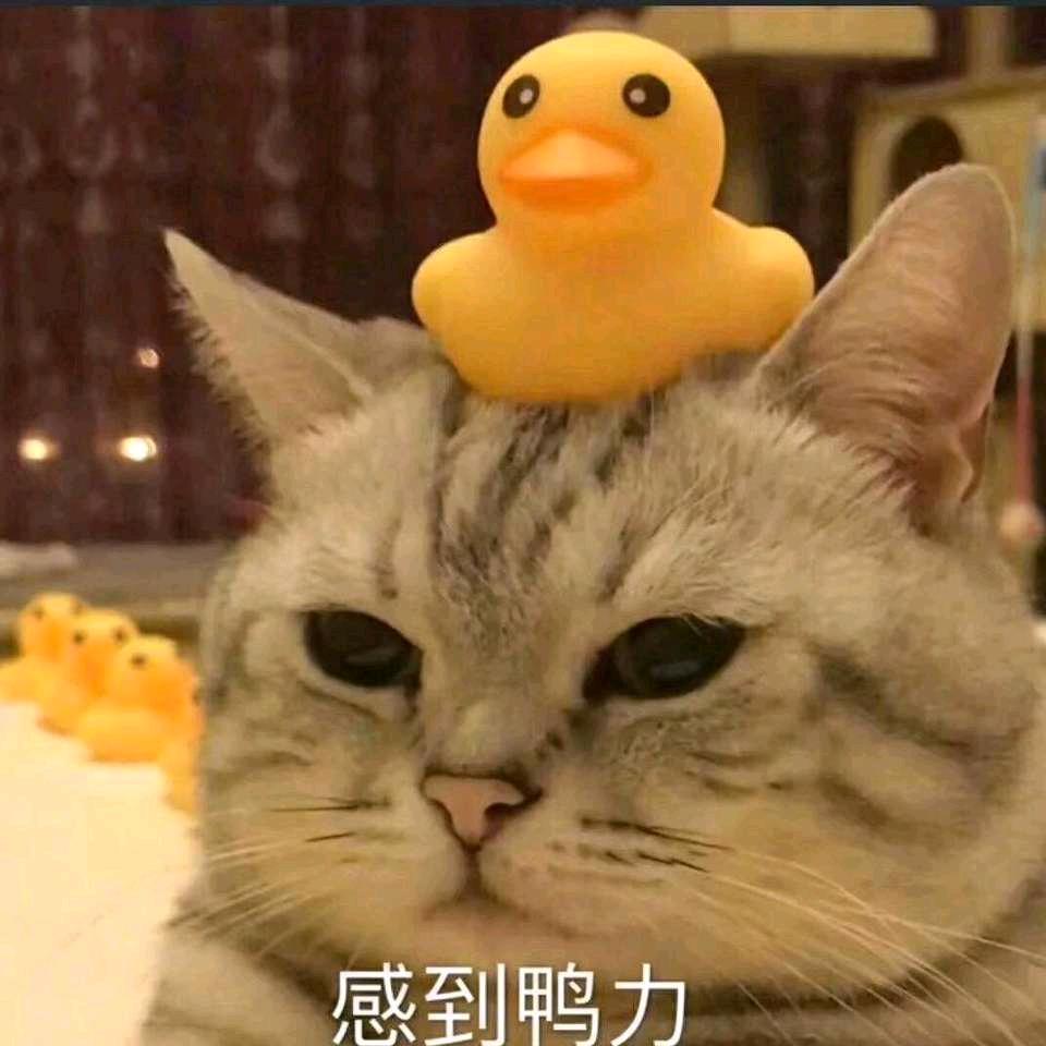 哦麦古德尼丝头像