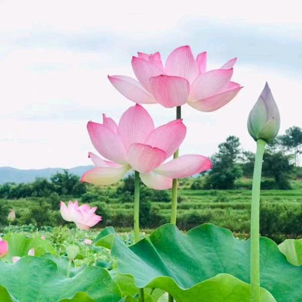 夏天的发际线