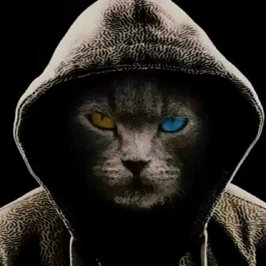 🌈猫九命🌈
