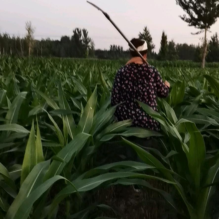 欣欣妈