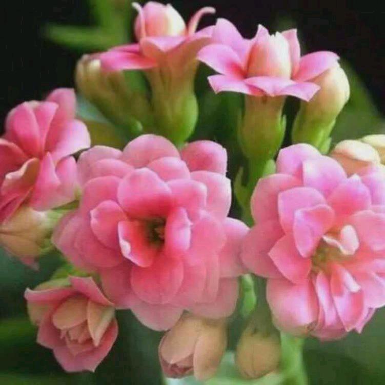 任丰芹