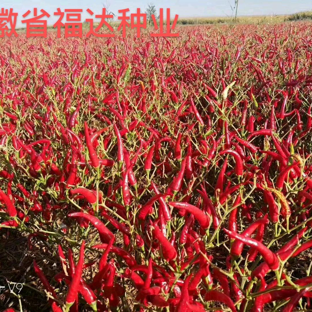 砀山县丰之硕种业科技有限公司