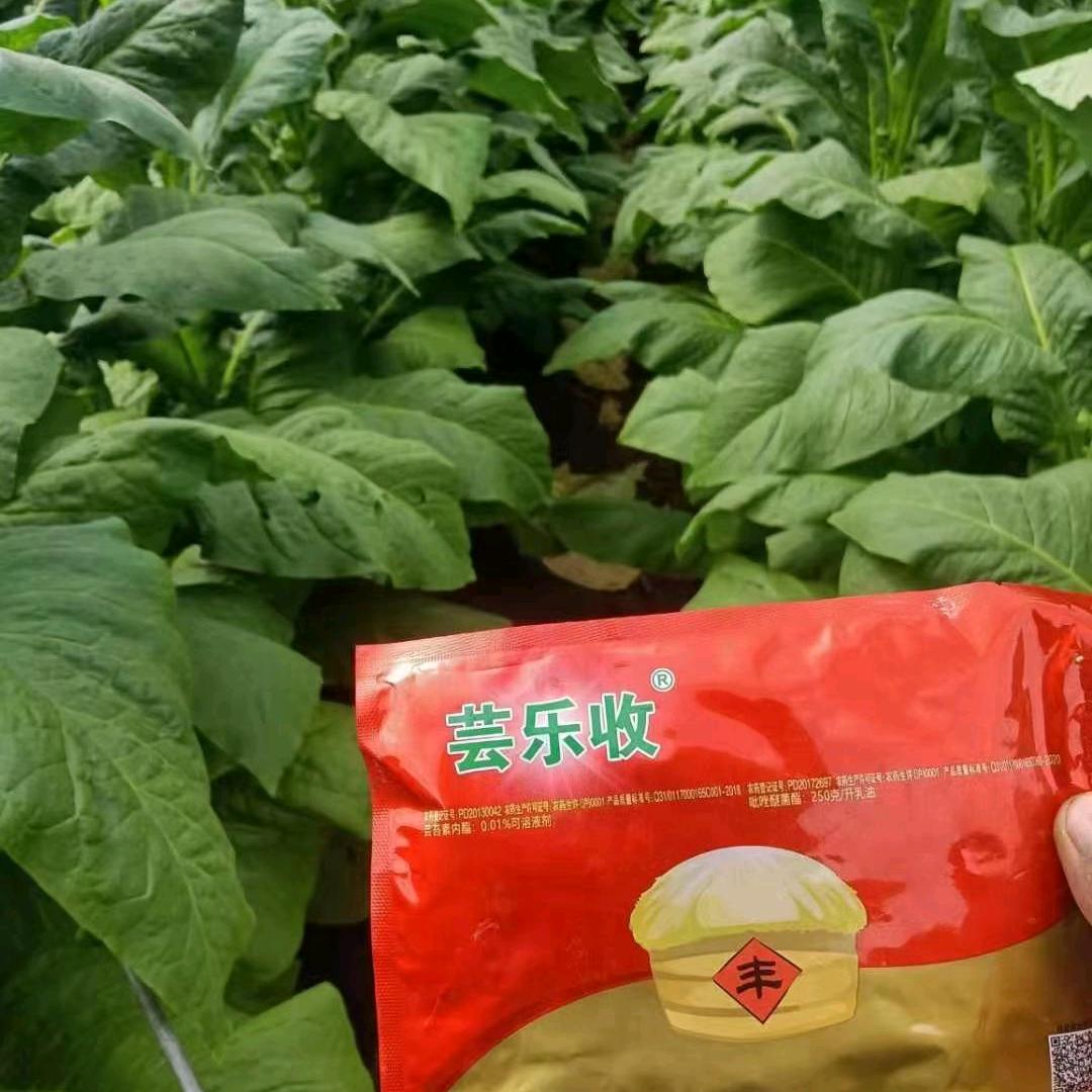 落水镇最美烤烟🍁小沈🍁