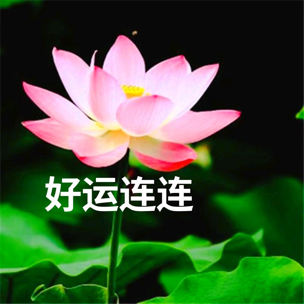 莲花