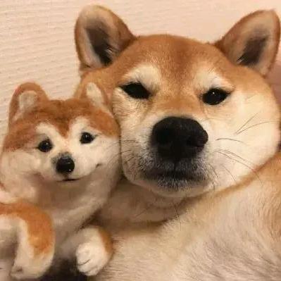 不喜歡貓🐱