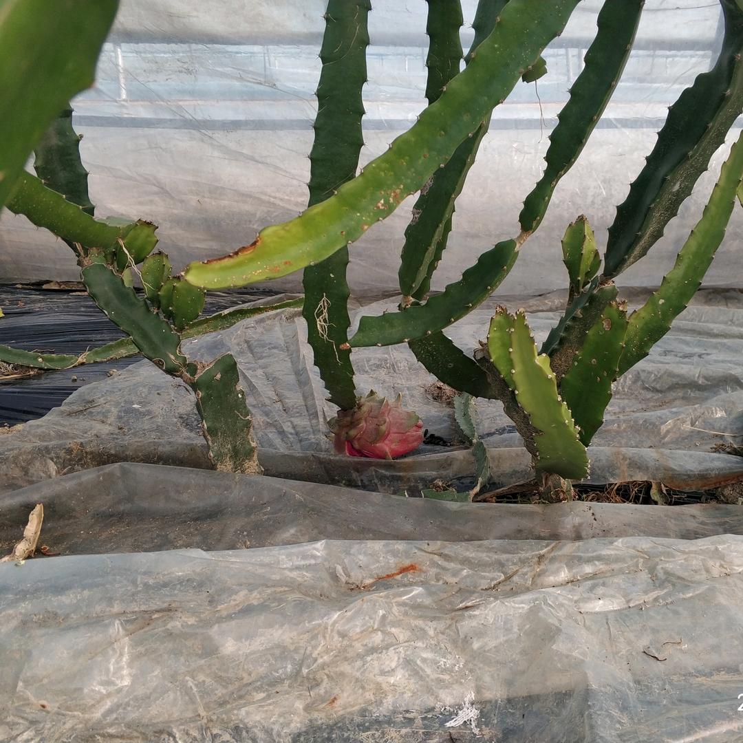 罗田乡村  小哥